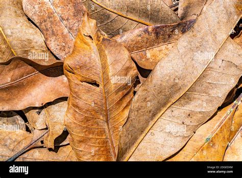 Pile of dry leaves in sunlight Stock Photo - Alamy