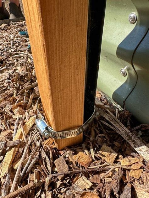 DIY Berry Trellis: How to Build a Wire Raspberry or Blackberry Trellis ...