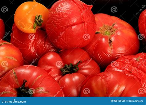 Blanched Red Tomatoes on a Plate, Ready for Peeling Stock Photo - Image ...