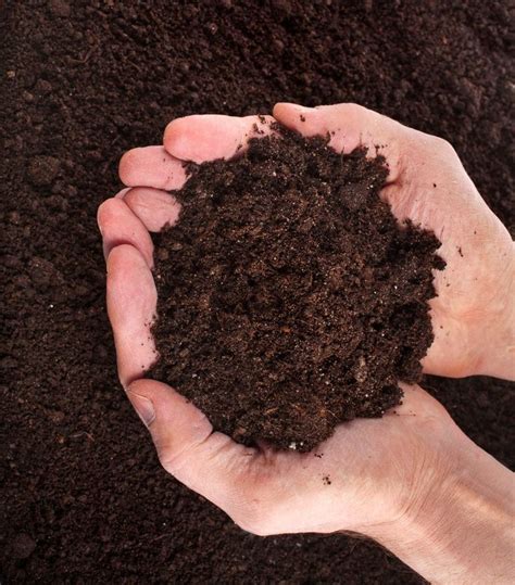 How to Make Your Garden Soil Healthy and Fertile | Compost, Moestuin ...