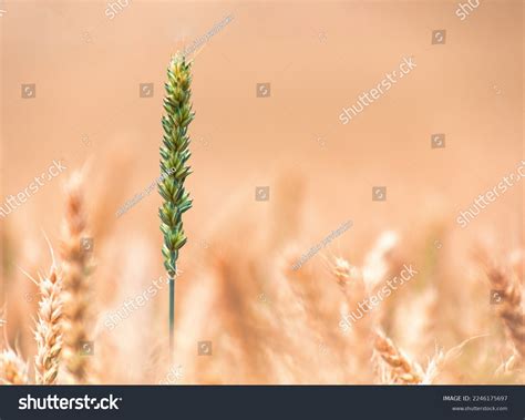 Bountiful Harvest: Over 6,437 Royalty-Free Licensable Stock Photos ...