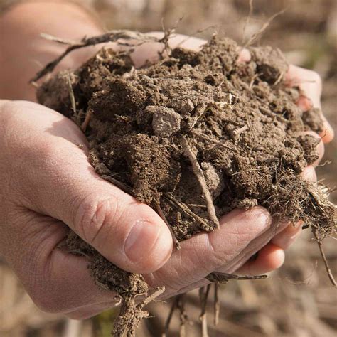 Healthy Soil Organic Matter
