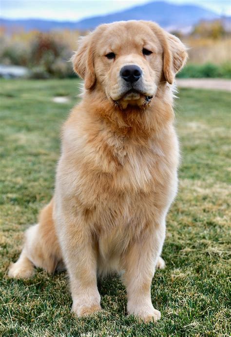 KINGS | Sunnyside Goldens