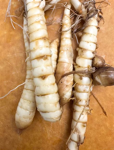 A Comprehensive Guide to Arrowroot Benefits - Healthier Steps