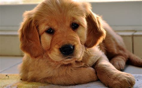 Download Cute Face Golden Retriever Puppy Picture | Wallpapers.com