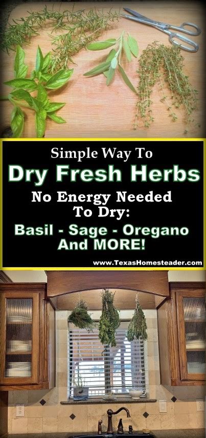 Herb Drying: My No-Energy-Needed Setup- Texas Homesteader