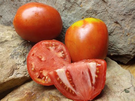 Knauss Oxheart Tomato The Best Rare Organic Heirloom Canning Tomato ...