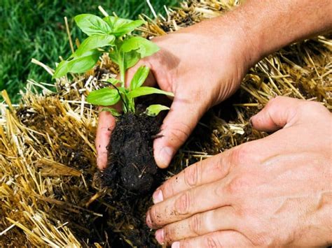 How to naturally amend heavy clay soil for productive vegetable beds?