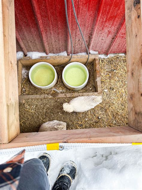 7 Ways to Keep Chickens' Water From Freezing | Boreal Bloom Homestead