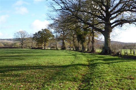 Trees in a hedgerow © Philip Halling :: Geograph Britain and Ireland