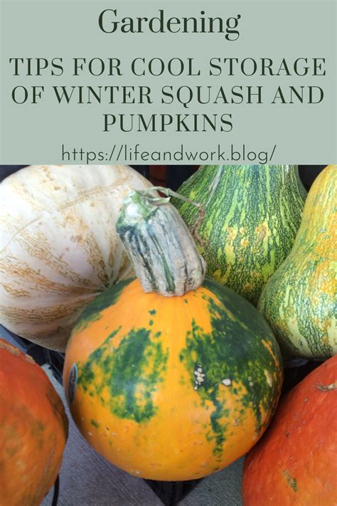 Tips For Cool Storage of Winter Squash and Pumpkins