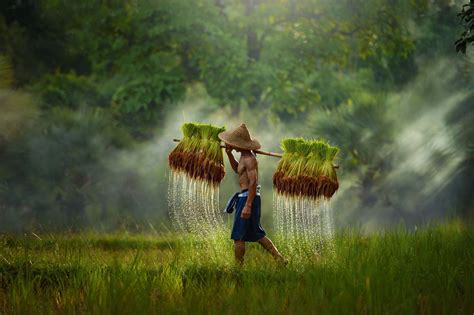 The farmer,Thailand - The farmer holding ricebaby on green fields ...