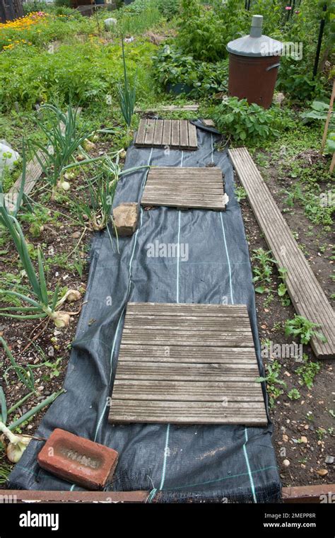 Mulch and boards on allotment vegetable bed Stock Photo - Alamy