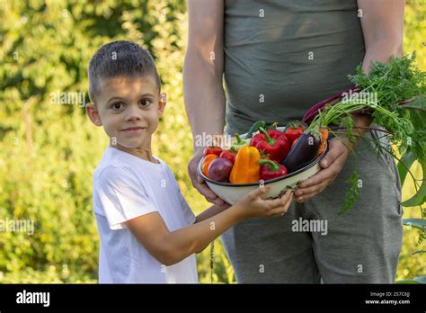 Child helping with harvest in the garden, fresh organic vegetables ...