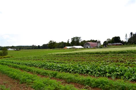 Farm Gallery | North Branch Farm
