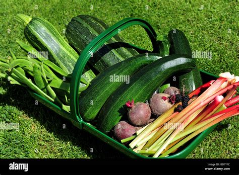 A basket full of freshly picked vegetables from the garden Stock Photo ...