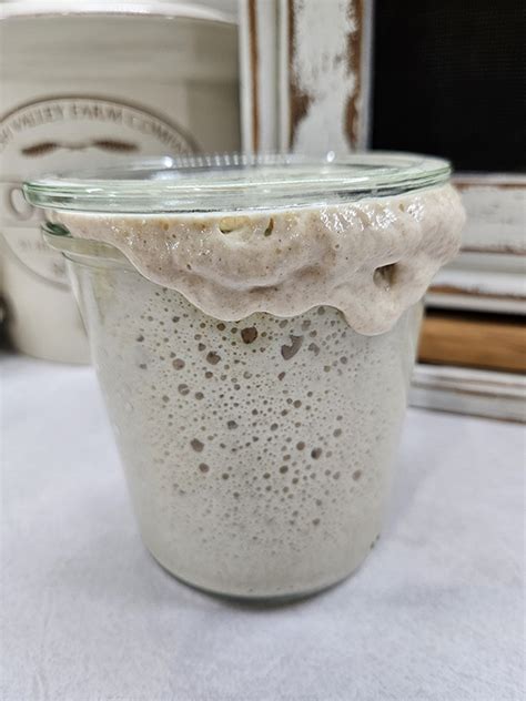 How To Revive Sourdough Starter - Is My Neglected Starter Dead?