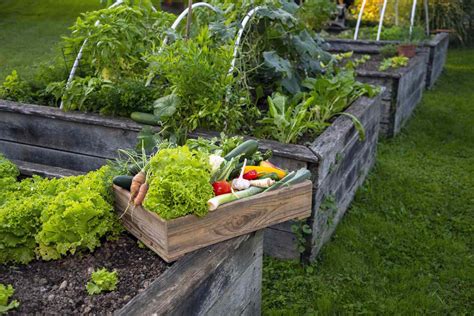5 Low-Maintenance Vegetables That Thrive in Raised Garden Beds