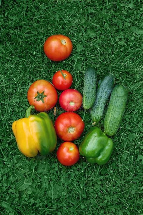 Freshly Harvested Garden Vegetables Arranged on Green Grass in a ...
