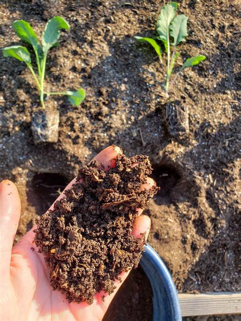 Transplanting Seedlings Outside: Tips for Success ~ Homestead and Chill