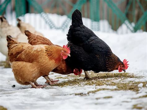 How To Encourage Your Chickens To Lay Eggs During Winter