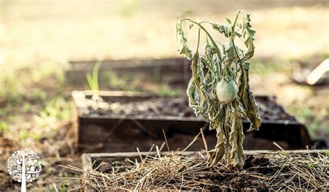 Dear Diary: The Summer My Gardens Failed | Garden Culture Magazine