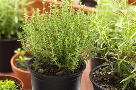 8 Perennial Herbs You Can Plant Once & Enjoy For Years - Gardening Sun