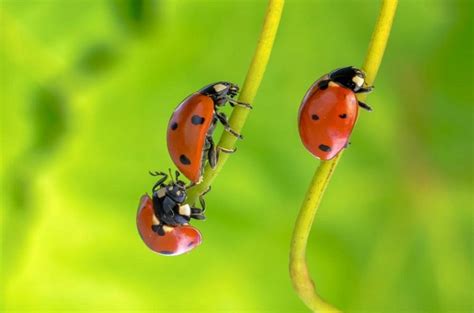 Ladybugs Facts, Types, Lifespan, Classification, Habitat, Pictures