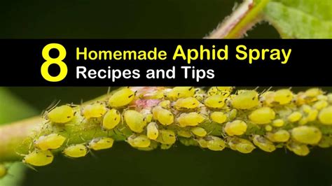 Natural, homemade spray to deter aphids from organic vegetable plants?
