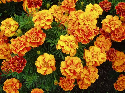 Marigold (Tagetes) | World Of Flowers