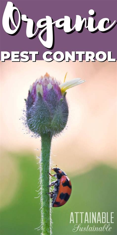 7 Organic Pest Control Methods to Adopt in Your Vegetable Garden | Pest ...