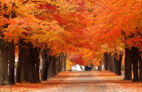 Fall Activities to Fall In Love With | by FetchyFox | Medium