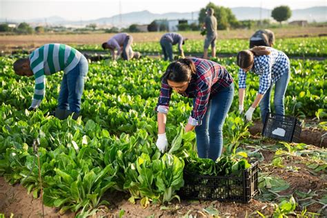 The Importance of Cultivating Homesteading Community | Advice for ...