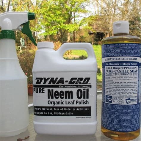 All You Need to Know About Neem Oil on Plants