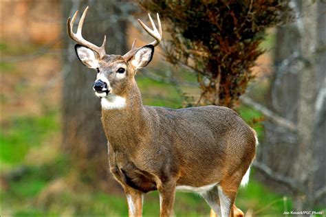 White-Tailed Deer - Pets