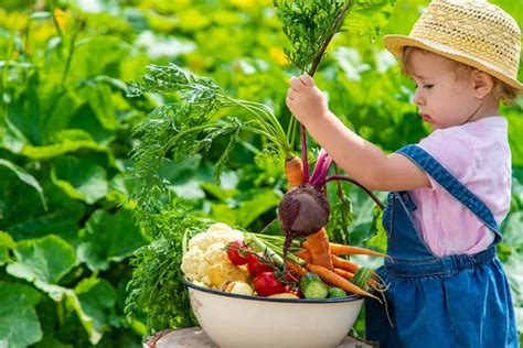 Child harvesting garden Stock Photos, Royalty Free Child harvesting ...