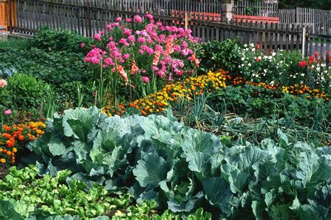 What Flowers are Good Companion Plants for Vegetables | Foliar Garden