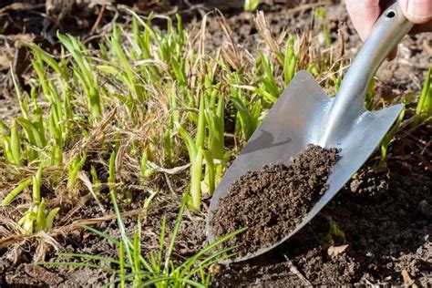 When To Apply Compost To Garden | Fasci Garden