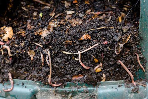 Vermicompost Right in Your Garden - Make a Worm Bucket