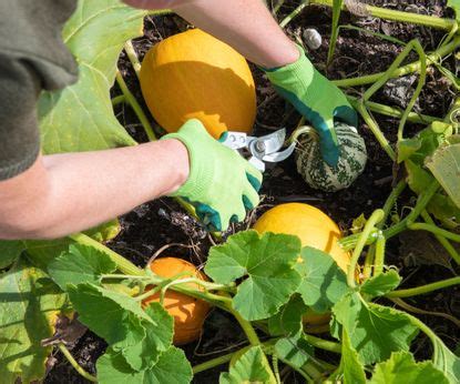 Harvesting summer squash: how and when to pick the best crop | Homes ...