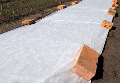 Using Row Covers To Protect The Garden From Pests And Frost