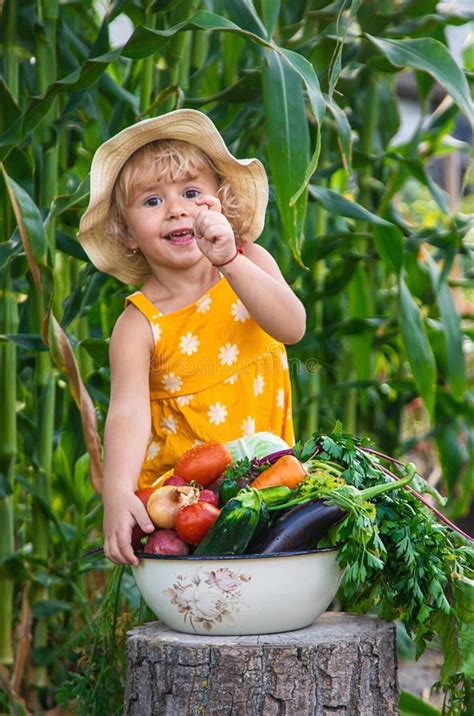 A Child is Harvesting Vegetables in the Garden. Selective Focus Stock ...