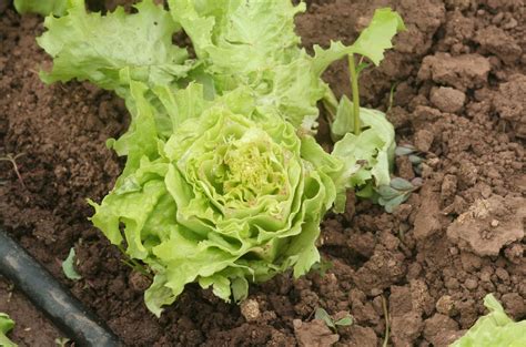 How to effectively deter deer from a small country vegetable garden naturally?