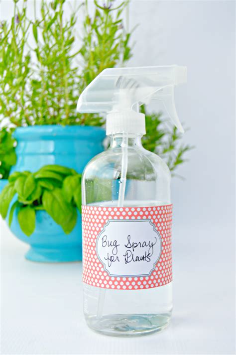 Homemade Bug Spray For Plants - Mom 4 Real