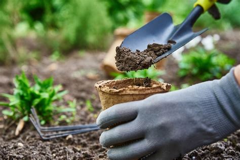 Premium Photo | Gardener hands picking and planting vegetable plant in ...