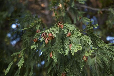 The Difference Between Native and True Cedars