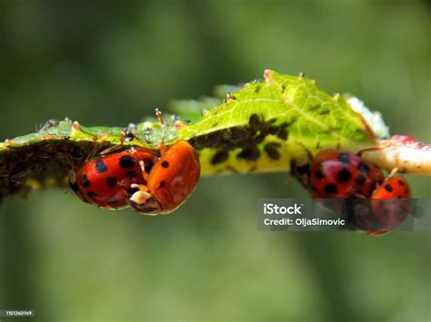Lots Of Ladybug On Leaf And Aphids Stock Photo - Download Image Now ...