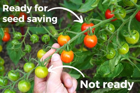 How to Save Tomato Seeds (Without Fermenting) - Tomato Geek