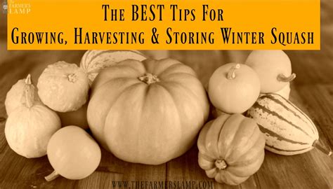 The BEST Tips For Growing, Harvesting &amp; Storing Winter Squash