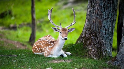Wild Deer Pictures Wallpaper (54+ images)